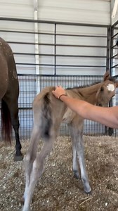 160K views · 4.1K reactions | Flashback Friday! Baby Nemo the day he was born! I’m hoping to get some new photos of him this weekend 殺 #rockinkquarterhorses #love #flashback #friday #weekend #babies | Rockin K Quarter Horses | Facebook