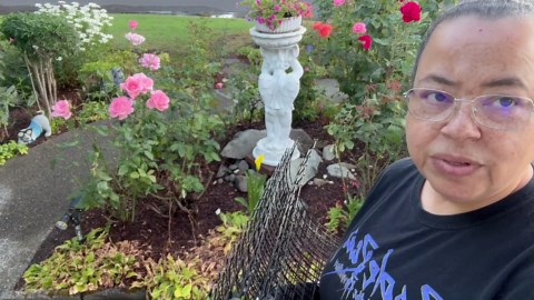 18PCS Plant Protector from Animals 14"x14" Metal Chicken Wire Cages Protectors for Outdoor Plants Support Mesh Covers for Garden Protection 6 Pack Crops and Keep Rabbits Squirrel Cats Out