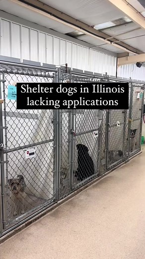 Meet the pups🥺! This pup shelter in IL has the sweetest dogs🐶 ! Support your local adoption shelters near you❤️. #mysecretchicago 📍 100 TAPS Ln, Pekin, IL 61554 📸 Via TikTok: tapspekinil/ @tapsshelterpekin .⁠ .⁠ #chicago #illinois #midwest #chicagoland #dogshelter #dogs | Secret Chicago