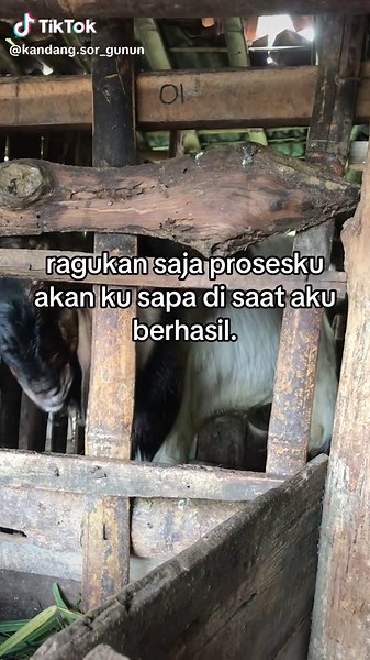Membuat Kandang Kambing Super Jumbo untuk Peternakan Muda