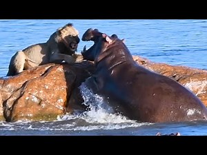 Most Dangerous Hippo Attacks Ever Caught | Hippos vs Lions, Boats & Rivals