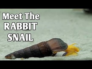 Rabbit Snail: The Most Fascinating Freshwater Snail for Your Aquarium!
