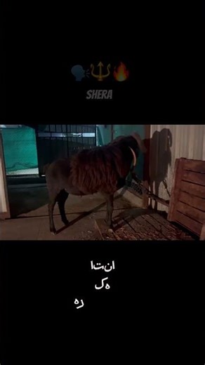 Shera 🗣️🔱🔥. #music #entertaininganimals #funny #pet #animallife #viral