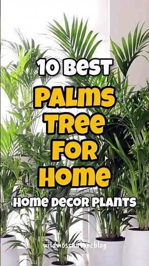 Best palm tree for home / indoor palm tree identification #houseplants #shorts #homegardening