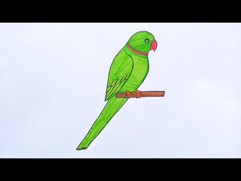 How To Draw A Parrot Step By Step | Easy Parrot Drawing And Coloring Tutorial