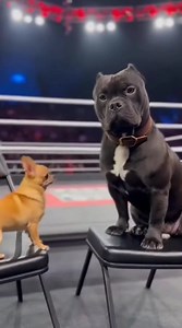 Chihuahua Vs Dog Wrestling #FunnyDogs #DogPrank #Chihuahua #AmericanBully #DogRevenge #CobraPrank #FunnyAnimals #DogVideos #PrankWars #CuteDogs #DogLovers #FunnyPets #ViralDogs #DogComedy #PetPrank #BullyDog #ChihuahuaLife #FunnyDogVideos #DogMemes #AnimalPrank #RevengePrank #DogTok #PetLovers #CuteAnimals #HilariousDogs #DogOfTheDay #PrankVideo #FunnyReels #ViralReels #DogHumor | BarkBot Studios