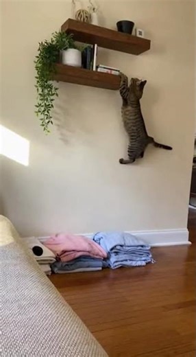 Cat's Epic Jump Fail Caught on Camera