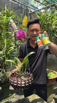 3 nguyên nhân khiến cây lan trồng quài không ra rễ anh chị mới chơi lan nên biết