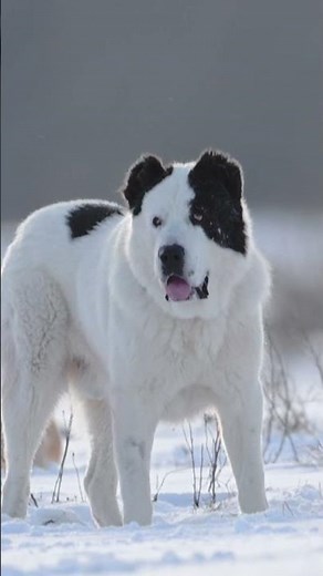 Biggest Dogs Ever in the World 🐶 | Giant Dog Breeds You Won’t Believe!