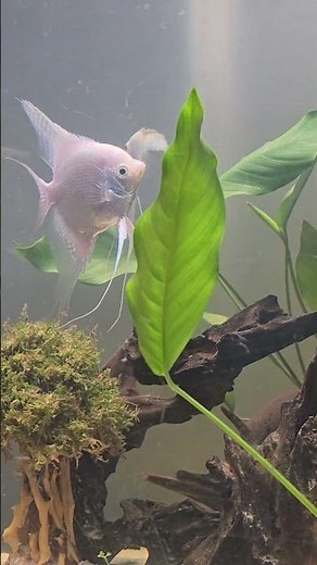 Large White Platinum Angelfish Breeding Pair #fish #aquarium #fishtank #angelfish #breedingpair
