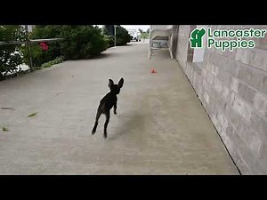 Friendly Miniature Pinscher Puppies