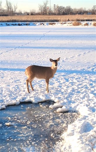 Whitetail Deer at the Frozen Pond. #Deer #Wildlife #Nature #Snow #Animals #ytshorts #asmr #Shorts.