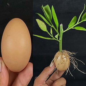 254K views · 8K reactions | How to propagate Lemon tree from cuttings || grow lemon tree cutting | Rana Craft | Facebook