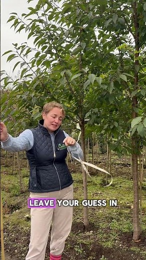 Let’s play a game, guess the price on these beautiful mature Prunus Avium Plena flowering cherrys