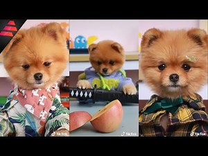 Coco the Dog’s Daily Life Test – Mini Class Begins! 🐶 TikTok Creator