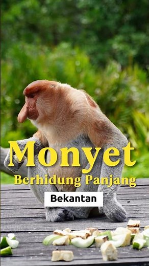 Monyet berhidung panjang// Bekantan //Hewan endemik Kalimantan