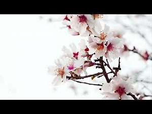 Ανθισμένη αμυγδαλιά