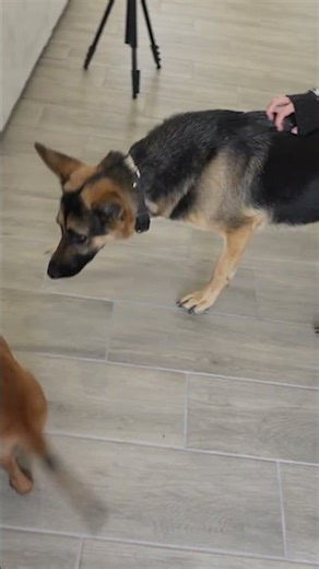 German Shepherd meets her new sister for the first time 🥹