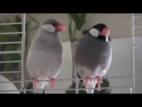 Understanding bird language