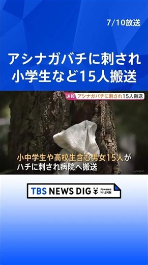 15 people, aged under 10 to 50s, stung by paper wasps; all conscious with minor injuries; nest re...