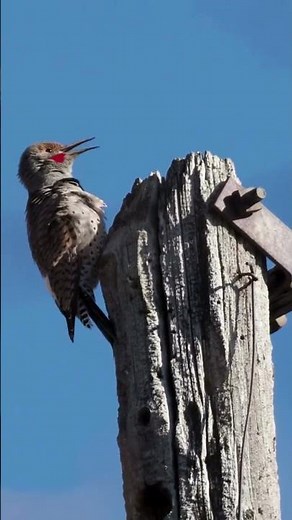 Northern flicker calling #birdcalling #birdsong #birds #naturesvoice #birdsounds #talkingnature