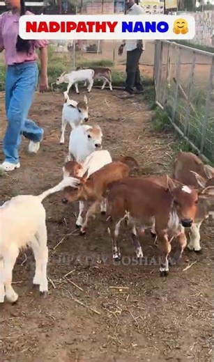 The Smallest Member of the Family 🏠🐄☀️ #youtube #viral #reels #miniature #trend #yt #bull