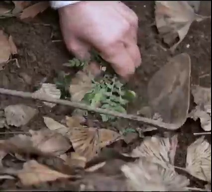 7.4K views · 50 reactions | [Arirang Prime] The natural farming technique at temple . . . #TempleFood #KoreanFood #Kfood | Arirang World | Facebook