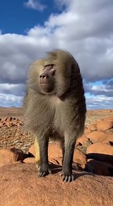 Hear the intense bark grunts of a wild baboon echoed across rugged rocky hills, as its coarse grey mane ripples in the wind. Each powerful vocalization cuts through the airy ambience of swirling sand and rustling fur, revealing the raw energy of this fierce animal. The natural scene captures the untamed spirit of the baboon’s world. 🔗 Follow for more animal sounds: TikTok: http://tiktok.com/@animalsoundearth Instagram: https://www.instagram.com/@animalsoundearth YouTube: https://www.youtube.com