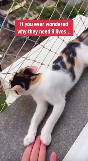 Understanding Why Cats Are Said to Have Nine Lives