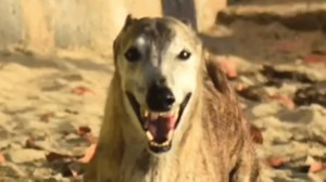 Racing greyhound goes to the beach and his reaction is priceless We interviewed instagram.com/milo_the_salty_greyhound for this video produced exclusively by GeoBeats. | GeoBeats Animals