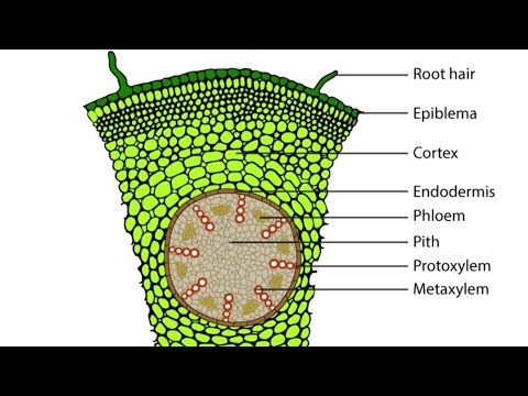 TS of Monocot root (BIOLOGY GUIDE----B2)