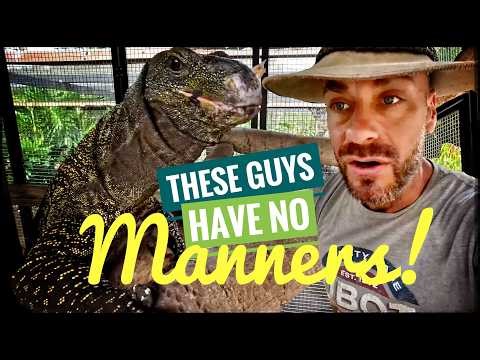 Feeding Day for the Carnivores gets Chaotic!