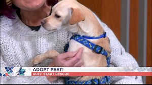 Meet Your New Best Friend: Peet