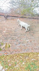 19 reactions · 3 comments | A daring goat has been seen climbing on a sloped wall just to feast on fresh tree leaves in Zhangjiakou city, north China’s Hebei province. The 5-month-old animal is known for being a picky eater and refuses food available on the ground. #goatlife #climbing #kungfu #canyoubelieveit #WildChina #animallife | CGTN China24 | Facebook