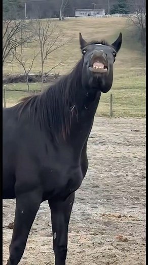 Vicious stallion #katievanslyke#humar #farmlife #yearling