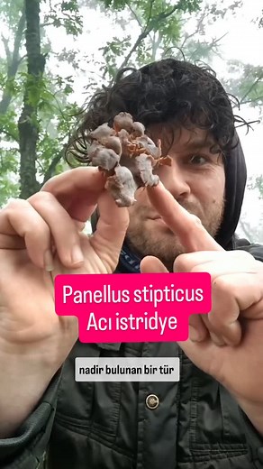 Panellus stipticus -acı istridye mantarı zehirsizdir ama bu onu çok acı yaptigi icin yediğiniz an kusabilirsiniz, Yoğun ve çapraz lamelleri ile sizlere gece renk şölenliği gösterebilir ( geceleri yeşil ve fosfor ) renklerinde parlama yapar , içerisindeki fosfor yüzünden acidir ve bu onu ciddi derecede acı yapar 🤮 İlkbahar aylarında kayın ağacı ve meşe ağaçlarının kesilmiş köklerinin dibinde ypğun bir şekilde bulabilirsiniz. Şapka ve alt lamelleri komple kahve ve koyu sarı renklerinde görülebili
