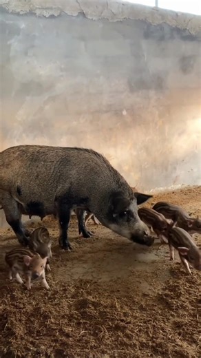 Wild Boar Family In Farm #pig #tiecutter #wildlife #tilecutting #youkzuan #tiework #boar #glasscutting #pigfarmvideo #viral #wildpig #hogwart | Jaga Colline