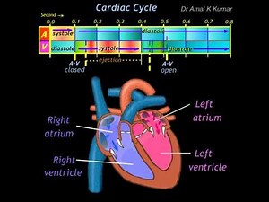 Cardiac Cycle Animation