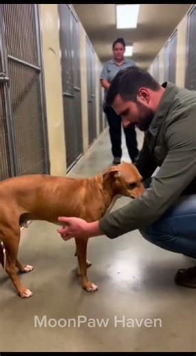 He Thought He Did Something Wrong… Until He Heard This 🐾💔#rescuedog #dogadoption #animalshelter