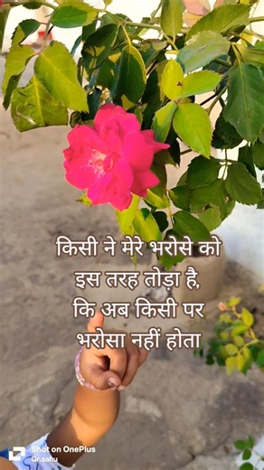 beutiful rose #new #shorts #viralvideo