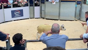 💥 WATCH: Gary Beacom’s Lakeview Golden Girl sets a new female record of 29,000gns at the Beauties sale 💥 | Beltex Sheep Society
