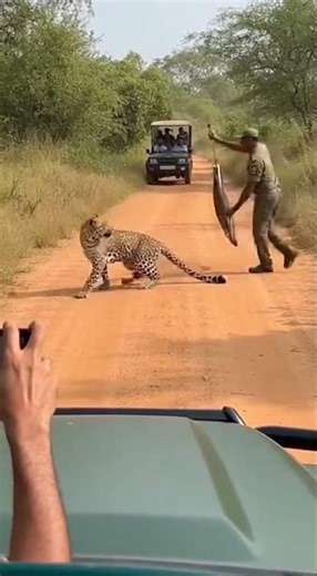 Injured Leopard Attacks Rescue Team During Safari | Shocking Wildlife Moment