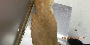 Investigation underway in Bluefield, WV for animal cruelty
