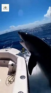 Dolphins Chased by Sharks: Epic Ocean Survival Battle!