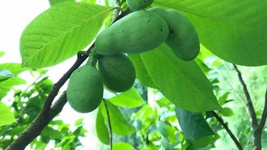 Amazing benefits of unripe papaya fruit, water and seeds