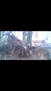 31K views · 141 reactions | This coyote worked the cubby set but as many know, it’s very tough to catch a coyote in a cubby set. | Fur Life TV | Facebook