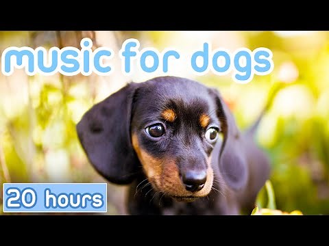 Dog Music [20 HOURS] Relaxing Sounds for Dogs with Anxiety!