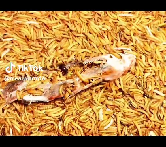 Mealworm Eating Challenge: A Unique Time-lapse Experience