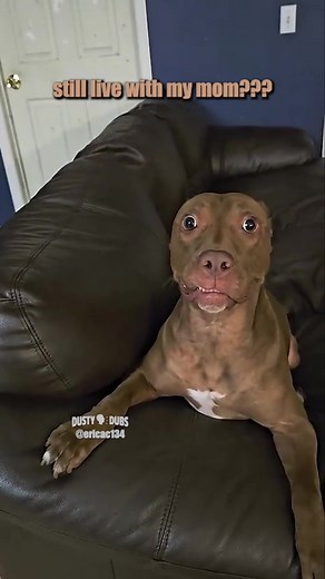 🤣 Hilarious Dusty Dubs Voiceover Compilation 🎥: ericac134 (YT) / me / website submission / jamparadmall (IG) #voiceover #funnyanimals #dustydubs #fyp