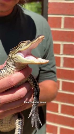 We Freed a Baby Gator From a Hook (It Could Breathe Again) 🥺